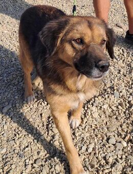 Einer der schönsten Hunde im TH - Sascha - Mannheim