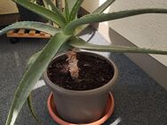 Große Aloe Vera Pflanze - Dresden