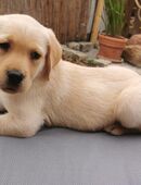 Reinrassige Labradorwelpin abgabebereit 1x hell in 38871