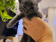 Schöne Katzenbaby männlich - Mülheim (Ruhr)