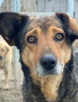 Violetta, geb. ca. 09/2018 Griechenland - Euskirchen