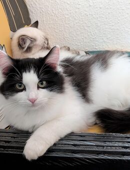 Süße sibirische Waldkatze-Birma Mix Mädchen - Stammham (Landkreis Altötting)