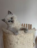 BKH Kitten /BLH Kätzchen in 13403