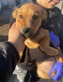 B729 sucht ihre Familie ♥️ - Neuberg