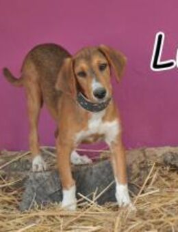 Goldschatz Luca sucht ein Zuhause - Essingen (Rheinland-Pfalz)