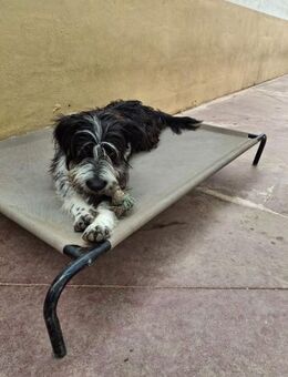 KISCO, m., kastr., Mischling, 52 cm - Sipplingen