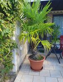 Schöne Fächerpalme zuverkaufen in 39249