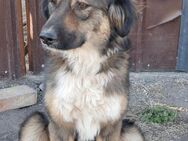 🌼Sanfter Nick sucht Liebe🌼NOTFALL - Eislingen (Fils)