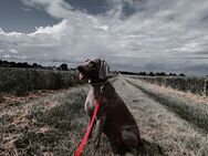 Weimaraner Hündin wegen Familiären Gründen abzugeben - Ense