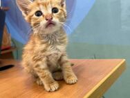 Garfield aus dem Tierschutz - Grevenbroich