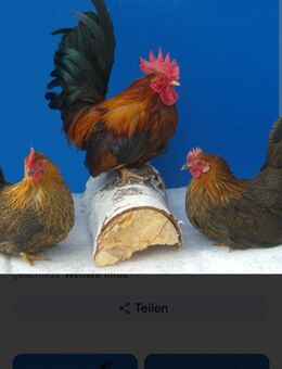 Chabos - Falkenberg (Elster)