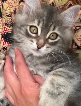 Wunderschöner Kater Buran mit einzigartigen Augen sucht ein liebevolles Zuhause! - Lorch (Hessen)