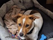 Jack Russel 9 Monate alt - Rabenau (Hessen)