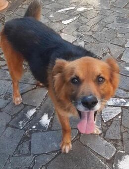 FULMINE 💚💚💚 Altersruhesitz gesucht - Herxheim (Landau)