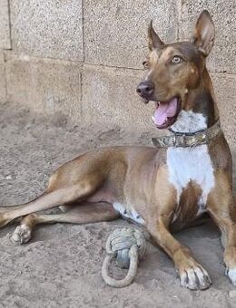 Melodia hat wieder Vertrauen - Lorsch (Karolingerstadt)