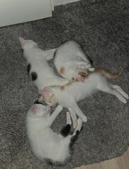 Mix Kitten suchen neues zuhause - Falkensee