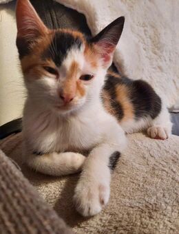 Dreifarbige Glückskatze, Babykatze, 13 Wochen alt, Kitten, Katze, so lieb - Brilon
