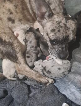 🐾 8 bezaubernde Welpen suchen ihr Für-immer-Zuhause 🐾 - Moers