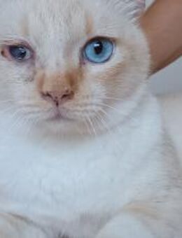 Vincent wunderschöner Thai Kater - Wilhelmsfeld