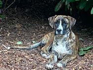 Labrador Boxer mix Hündin - Isernhagen
