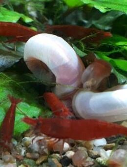 Neocaridina BLOODY MARY kräftig gefärbt, Medaka & Pink Posthornschnecken ab 2€ - Vohburg (Donau)