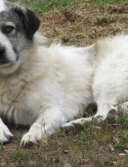 Meggy - die Unerwünschte 🐾 - Elsdorf (Nordrhein-Westfalen)