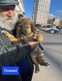 Kleiner Tommi sucht liebevolles Zuhause - Seggebruch