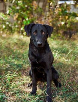 ausgeglichener Mangust braucht Zuhause - Augsburg