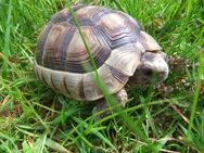 Breitrand Schildkröten NZ 2021 - Salzweg