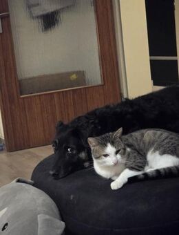 WOLFI - bisschen lernen will ich noch - Overath