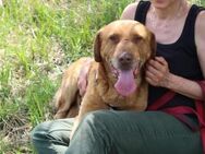 Menschenbezogener Ricky sucht Zuhause - München