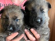 Deutsche Schäferhund Welpen zu verkaufen - Hellenthal