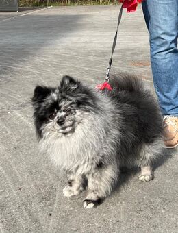 Pomeranian(Kleinspitz) -Deckrüde - Dübendorf