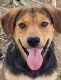 ELLIOT - lieber Sonnenschein - Velbert