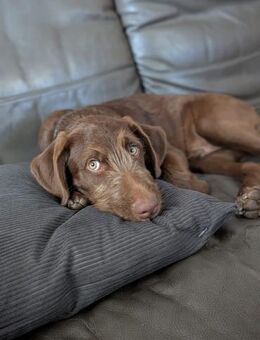Winnie wartet auf seine Familie - Grevenbroich
