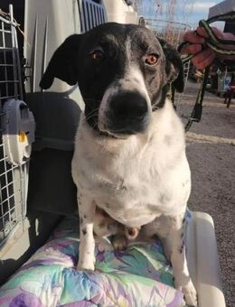 Bim möchte Sicherheit - Remagen