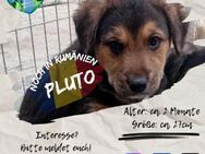 PLUTO-möchte evtl. auch berühmt werden - Waakirchen