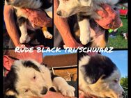Australian Shepherd Welpen - Hötensleben