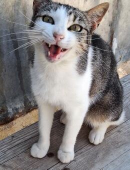 Lebensfrohe Katze Miteka - Karlsruhe