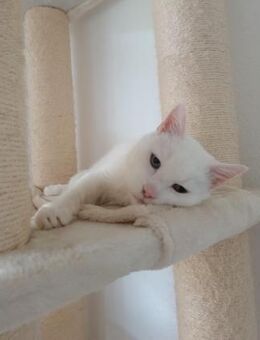 Verschmuster Kater sucht zu Hause - Berlin