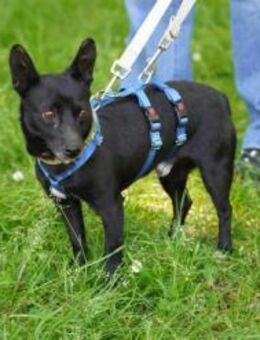Negrito sucht sein Glück - Duisburg