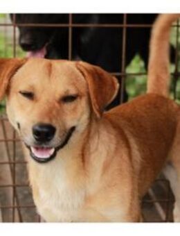 Rick Pflegestelle oder Zuhause gesucht - Oberwies