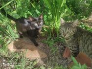 Frida und Diego aus dem Tierschutz - Grevenbroich
