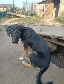 Dot sucht liebe Menschen - Neuhausen (Fildern)