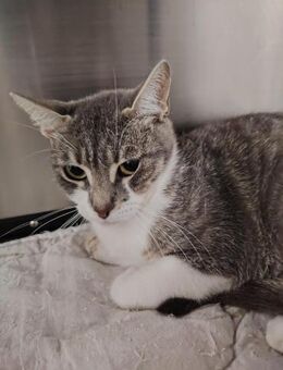 Coral sucht tolles Zuhause mit Freigang - Waakirchen