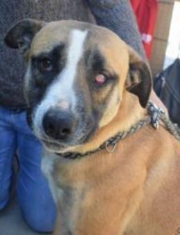 KYRA sucht ihre Vertrauten ! - Geilenkirchen