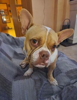 Piña sucht ihr Zuhause - Duisburg