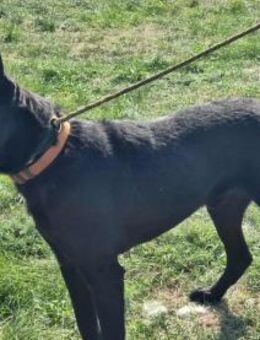 Atlas sucht sein Glück - Nordwalde