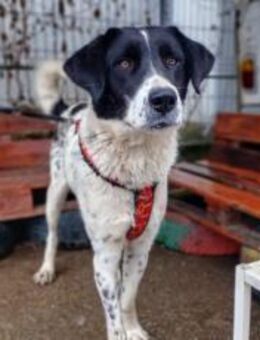 Treue Seele Louisa - München