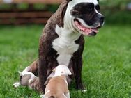 old English Bulldog - Schwanebeck